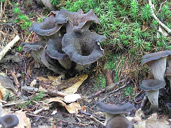 lievik trúbkovitý Craterellus cornucopioides (L.) Pers.