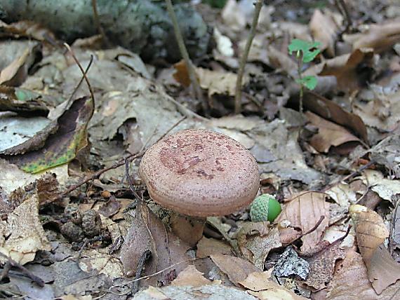 rýdzik kruhovaný Lactarius circellatus Fr.