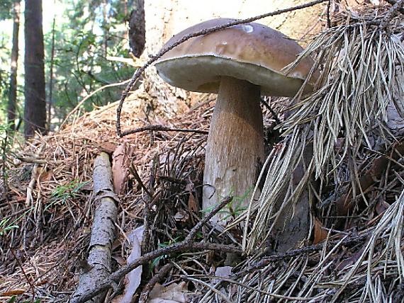 hríb smrekový Boletus edulis Bull.