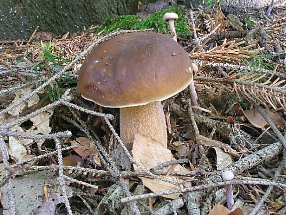 hríb smrekový Boletus edulis Bull.