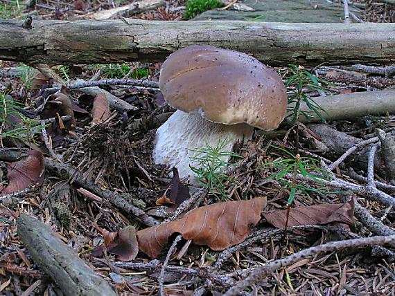 hríb smrekový Boletus edulis Bull.