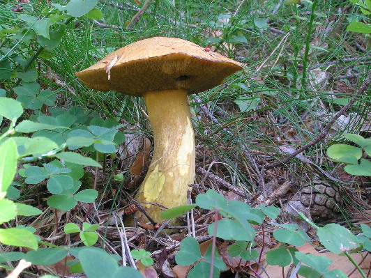 masliak strakatý Suillus variegatus (Sw.) Kuntze