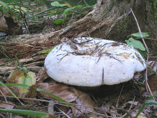 rýdzik korenistý Lactarius piperatus (L.) Pers.