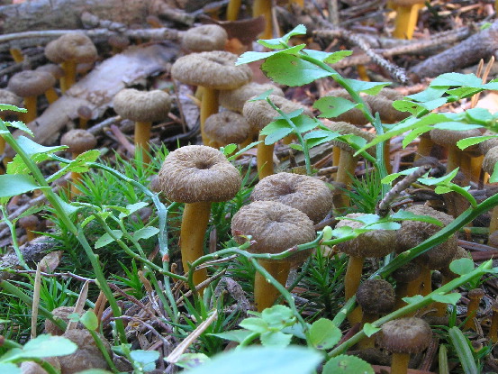 kuriatko lievikovité Craterellus tubaeformis (Fr.) Quél.