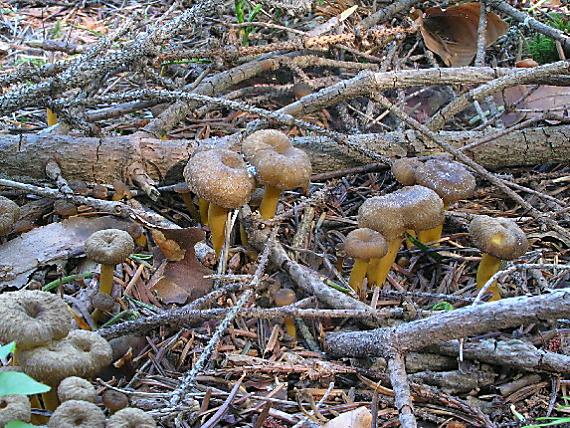 kuriatko lievikovité Craterellus tubaeformis (Fr.) Quél.