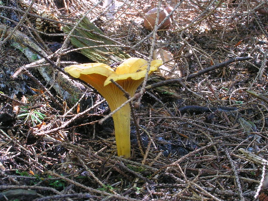 kuriatko jedlé Cantharellus cibarius Fr.