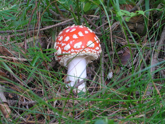 muchotrávka červená Amanita muscaria (L.) Lam.