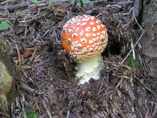 muchotrávka červená Amanita muscaria (L.) Lam.