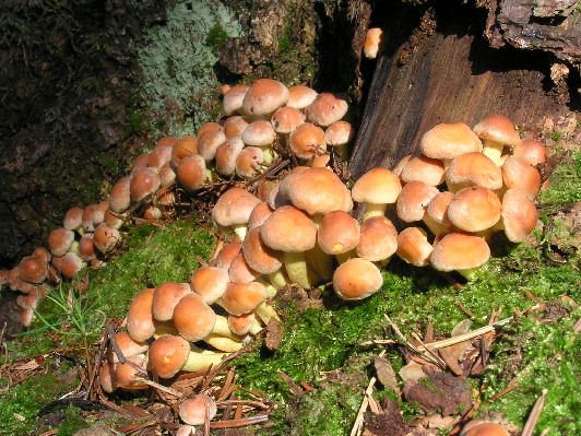 strapcovka tehlovočervená Hypholoma lateritium (Schaeff.) P. Kumm.