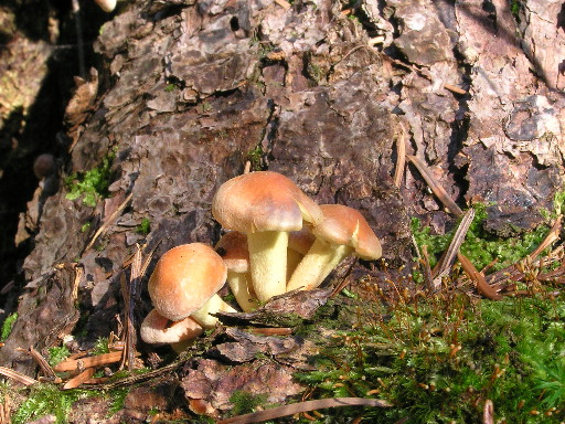 strapcovka tehlovočervená Hypholoma lateritium (Schaeff.) P. Kumm.