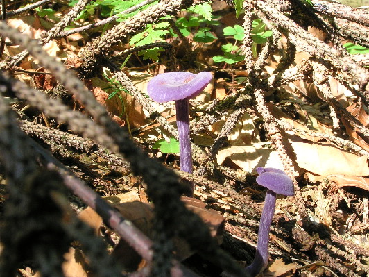 lakovka ametystová Laccaria amethystina (Huds.) Cooke