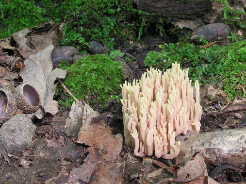 strapačka koralovitá? Ramaria botrytis (Pers.) Ricken