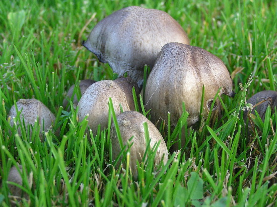 hnojník atramentový Coprinopsis atramentaria (Bull.) Redhead, Vilgalys & Moncalvo