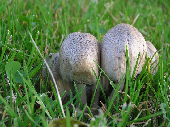 hnojník atramentový Coprinopsis atramentaria (Bull.) Redhead, Vilgalys & Moncalvo