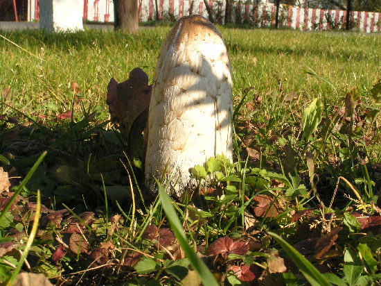 hnojník obyčajný Coprinus comatus (O.F. Müll.) Pers.