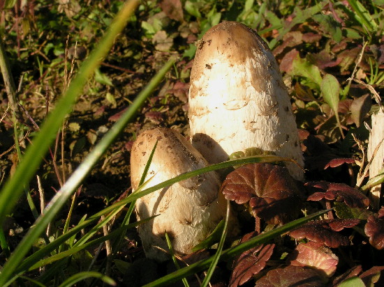 hnojník obyčajný Coprinus comatus (O.F. Müll.) Pers.