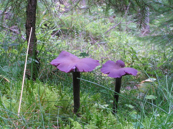 lakovka ametystová Laccaria amethystina (Huds.) Cooke