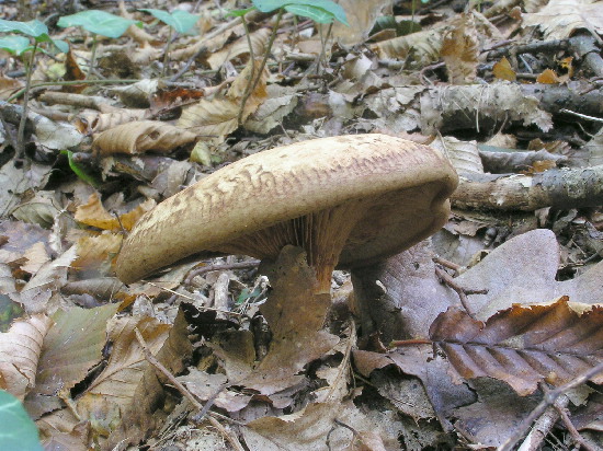 čechračka podvinutá Paxillus involutus (Batsch) Fr.