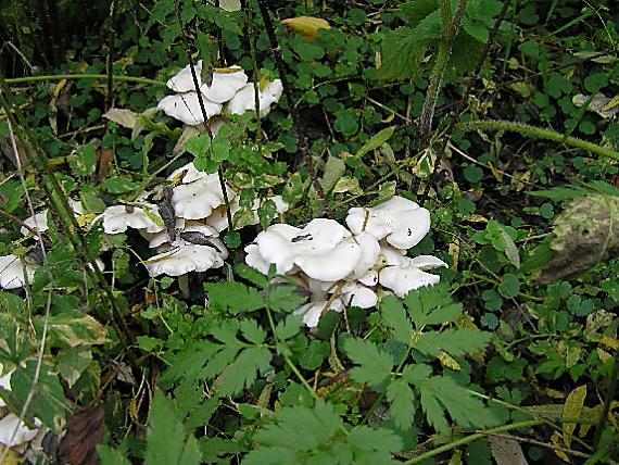 strmulec nakopený Lyophyllum decastes (Fr.) Singer