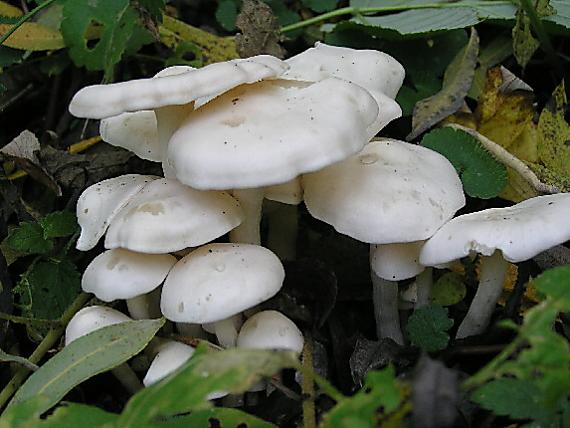 strmulec biely Lyophyllum connatum (Schumach.) Singer