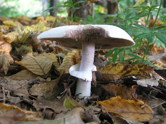 pečiarka Agaricus sp.