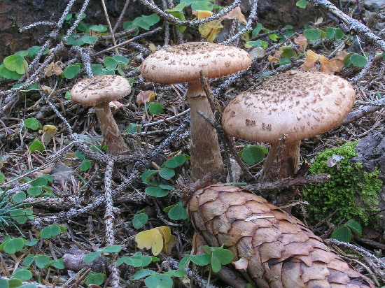 podpňovka tmavá Armillaria ostoyae (Romagn.) Herink