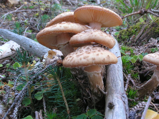 podpňovka tmavá Armillaria ostoyae (Romagn.) Herink