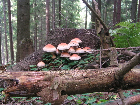 strapcovka maková Hypholoma capnoides (Fr.) P. Kumm.