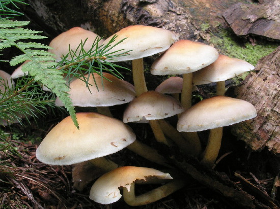 strapcovka maková Hypholoma capnoides (Fr.) P. Kumm.