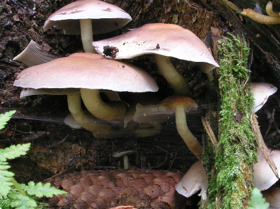 strapcovka maková Hypholoma capnoides (Fr.) P. Kumm.