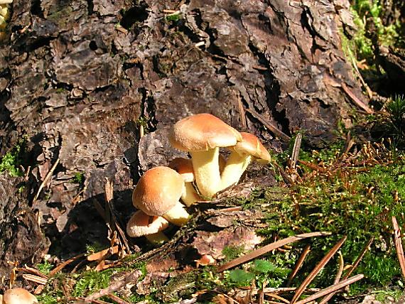 strapcovka tehlovočervená Hypholoma lateritium (Schaeff.) P. Kumm.