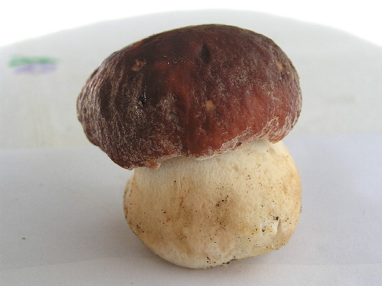 hríb sosnový Boletus pinophilus Pil. et Dermek in Pil.