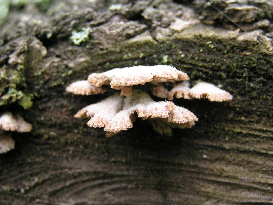 klanolupeňovka obyčajná Schizophyllum commune Fr.