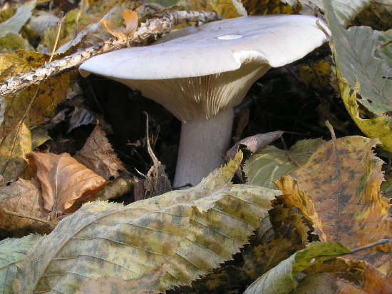 strmuľka inovaťová Clitocybe nebularis (Batsch) P. Kumm.