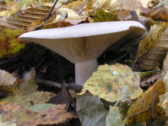 strmuľka inovaťová Clitocybe nebularis (Batsch) P. Kumm.