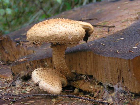 šupinovka šupinatá Pholiota squarrosa (Vahl) P. Kumm.