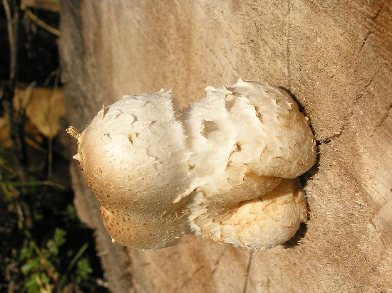 šupinovka šupinatá Pholiota squarrosa (Vahl) P. Kumm.