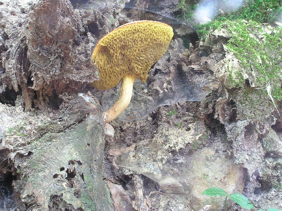 suchohríb plstnatý Boletus subtomentosus L.