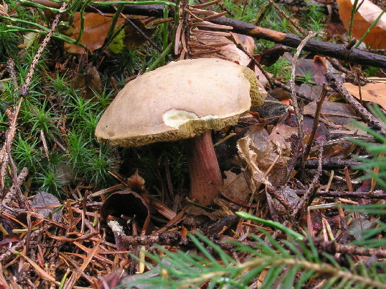 suchohríb plstnatý Xerocomus subtomentosus L.