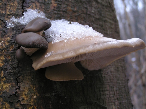 hliva ustricovitá Pleurotus ostreatus (Jacq.) P. Kumm.