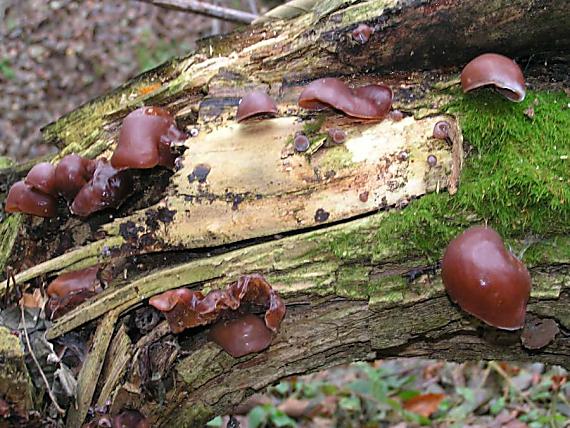 uchovec bazový Auricularia auricula-judae (Bull.) Quél.