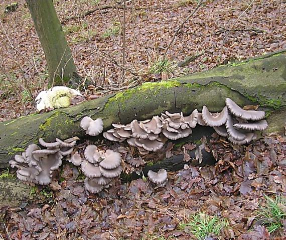 hliva ustricovitá Pleurotus ostreatus (Jacq.) P. Kumm.