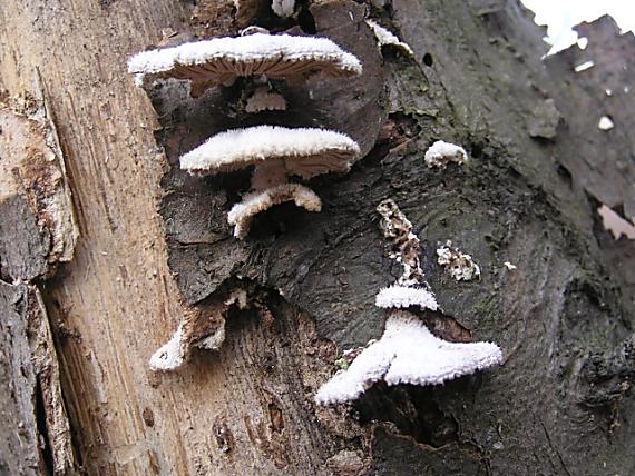 klanolupeňovka obyčajná Schizophyllum commune Fr.