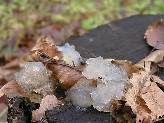 rôsolovka priesvitná? Tremella encephala Willd.