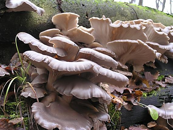 hliva ustricovitá Pleurotus ostreatus (Jacq.) P. Kumm.