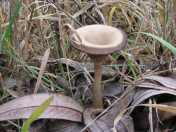 strmulica čiašková Pseudoclitocybe cyathiformis (Bull.) Singer