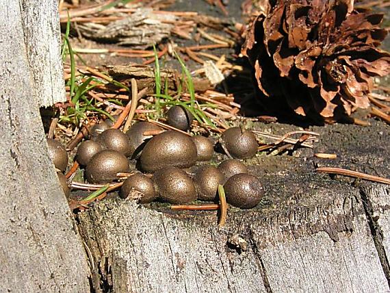 vlčinka červená Lycogala epidendrum (J.C. Buxb. ex L.) Fr.