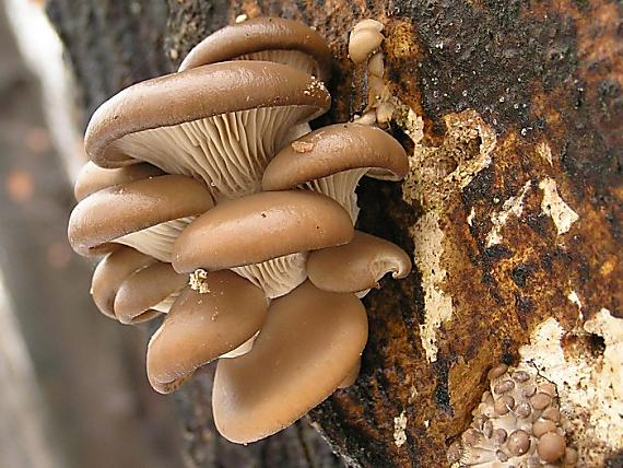 hliva ustricovitá Pleurotus ostreatus (Jacq.) P. Kumm.