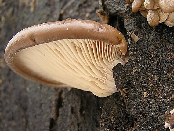 hliva ustricovitá Pleurotus ostreatus (Jacq.) P. Kumm.