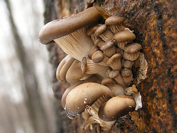 hliva ustricovitá Pleurotus ostreatus (Jacq.) P. Kumm.